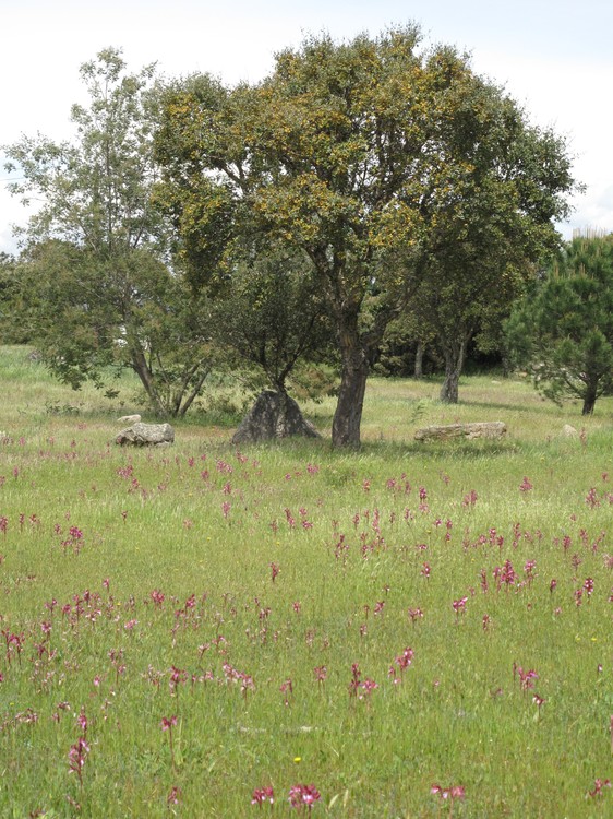 Anacamptis papilionacea